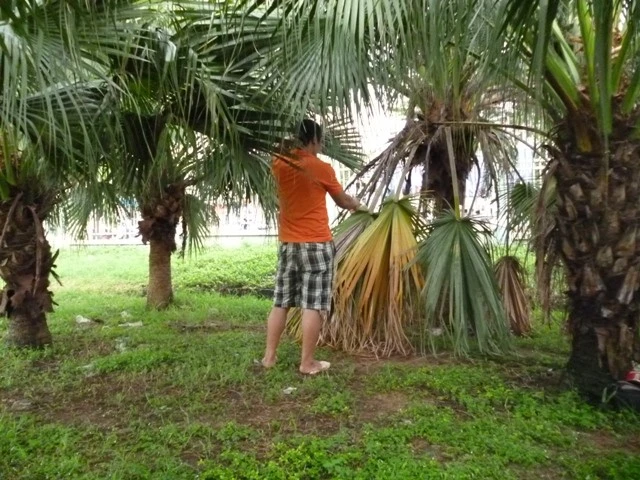 "Quý bà" U.50 bán dâm trong bụi rậm ven đường ở Biên Hòa ảnh 3