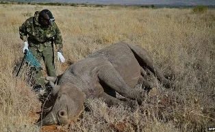 Kenya gắn chip cho tê giác để chống săn trộm ảnh 1