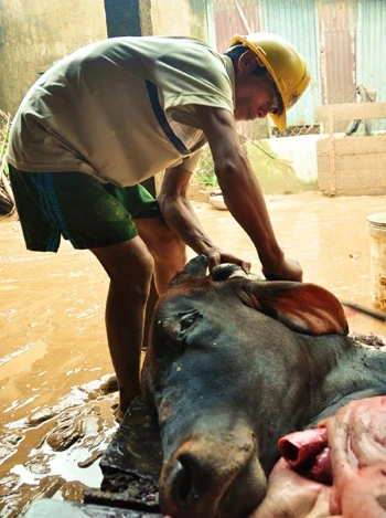 Người dân vùng lũ ăn bò chết thay cơm ảnh 3