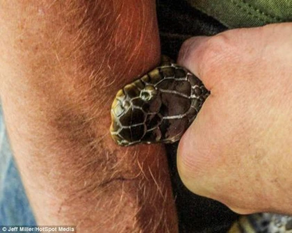 Tự cho rắn độc cắn vào tay để miễn dịch với nọc độc ảnh 1