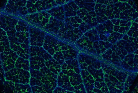 Phát hiện cây bạch đàn mọc ra lá bằng vàng ảnh 1