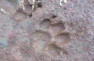 Báo hoa mai ẩn nấp gần sân bay Liên Khương ảnh 1