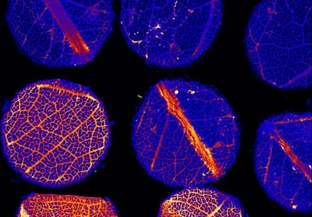 Phát hiện cây bạch đàn mọc ra lá bằng vàng ảnh 2