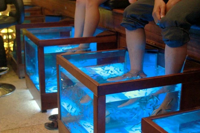 Vừa uống cà phê, vừa bị cá cắn ở Sài Gòn ảnh 2