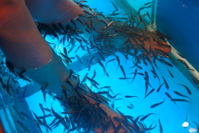 Vừa uống cà phê, vừa bị cá cắn ở Sài Gòn ảnh 3