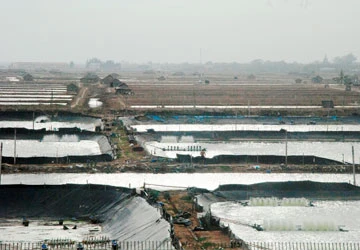 Mua tôm giá cao để quấy rối? ảnh 1