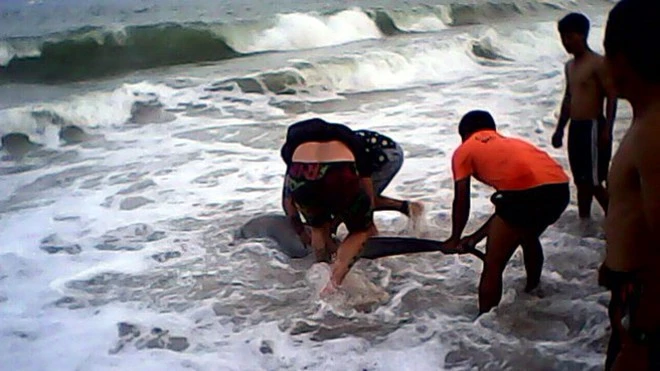 Bãi tắm Nha Trang xuất hiện cá mập nặng gần 200kg ảnh 1