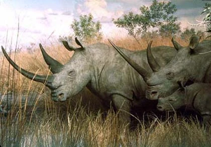 Tổng hợp hoạt chất thay thế mật gấu, sừng tê giác ảnh 1