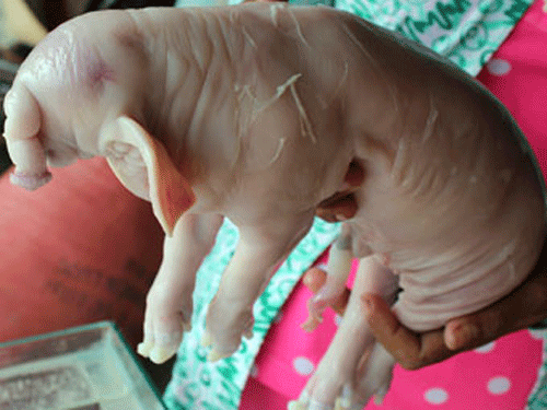 Heo con có vòi như voi ảnh 1