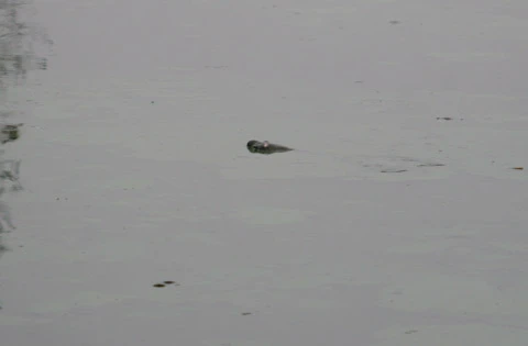 Cụ rùa Hồ Gươm lần thứ 3 nổi "khai xuân" Canh Dần ảnh 1