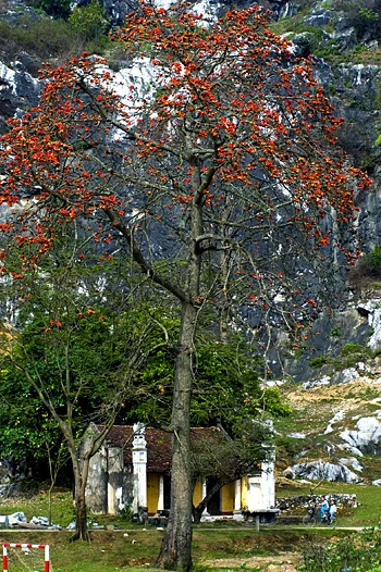 Tháng Ba, hoa gạo khoe sắc ảnh 4