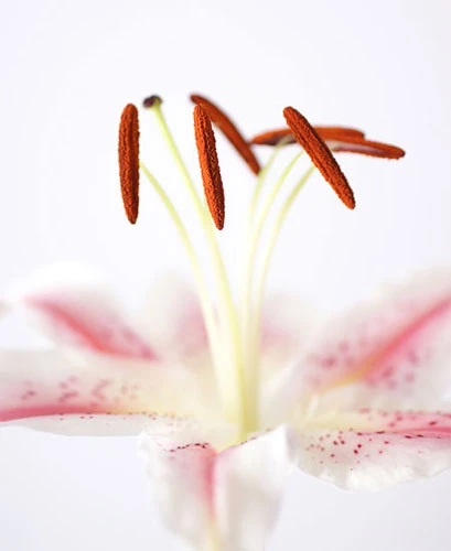 Chụp ảnh "close-up" ảnh 1