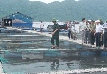 Vụ người Trung Quốc nuôi cá trái phép: Phú Yên đã cấp phép sai ảnh 1