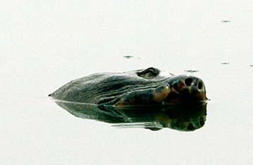 Vì sao cụ rùa liên tục nổi lên khỏi mặt nước? ảnh 1