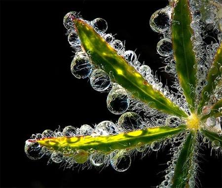 Ấn tượng về sự tinh khiết qua bộ ảnh chụp sương sớm ảnh 30