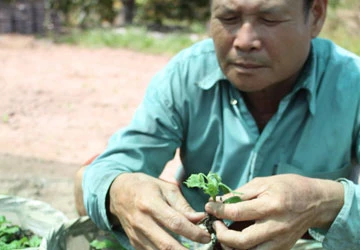 Lao đao vì cúc giống cấy mô ảnh 1