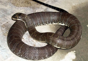 Chuột, rắn quậy tưng phố xá - Bài 2: Rắn vào nhà phố cắn người ảnh 1