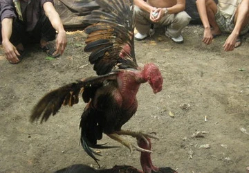 Gà chọi giá... nghìn đô ảnh 1