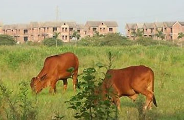 Hệ lụy lớn khi đất đai thành… sổ tiết kiệm ảnh 1