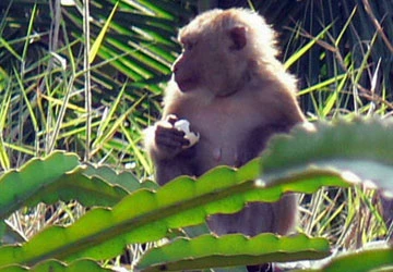 “Giặc khỉ” trả thù ảnh 1 “Giặc khỉ” trả thù ảnh 1