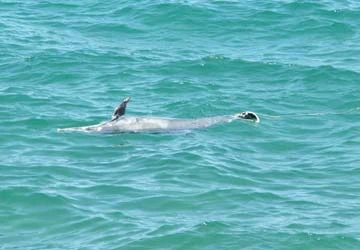 Cá heo bơi lạc vào vịnh Nha Trang đã chết ảnh 1 Cá heo bơi lạc vào vịnh Nha Trang đã chết ảnh 1