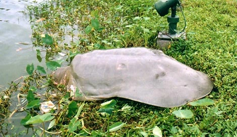 Những trùng hợp kỳ lạ về sự nổi của “cụ rùa” Hồ Gươm ảnh 1