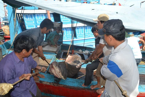 Một tàu cá Quảng Ngãi săn được 40 con cá mập ảnh 3