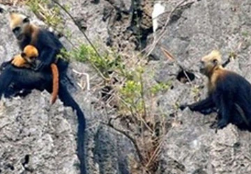 Voọc bạc Đông Dương có nguy cơ “mất nhà” ảnh 1