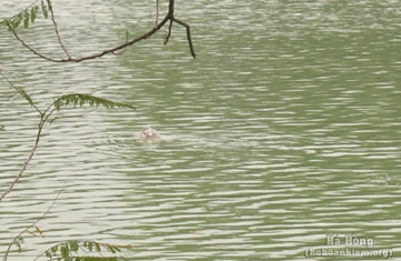 Cụ Rùa hồ Gươm nổi sáng 1-3 ảnh 1