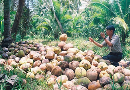 Dừa khô rớt giá, nông dân không tiêu thụ được ảnh 1