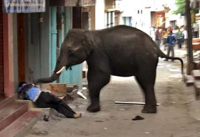 Hãi hùng cảnh voi Ấn Độ tấn công người ngay trên phố ảnh 2