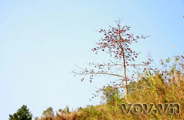 Tháng 3, hoa Gạo nở trên cao nguyên đá ảnh 2 Tháng 3, hoa Gạo nở trên cao nguyên đá ảnh 2