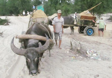 Làng xe trâu ảnh 2