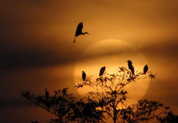 Bấm máy cho môi trường thêm xanh ảnh 3