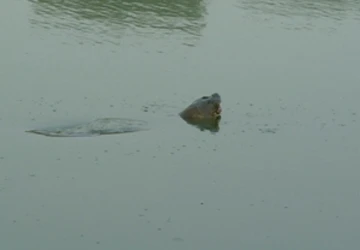 Cụ rùa Hồ Gươm lại nổi sát ven bờ ảnh 1