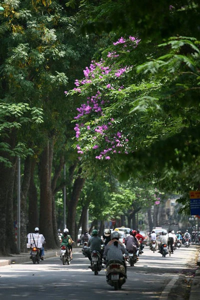 Bằng lăng tím vẫy gọi hè ảnh 5