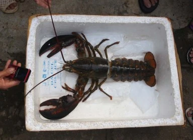 'Mục sở thị' con tôm khổng lồ nặng 2,6kg ảnh 1