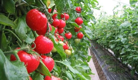 “Mốt” cho thực phẩm và đồ uống nghe nhạc Mozart ở Nhật ảnh 3