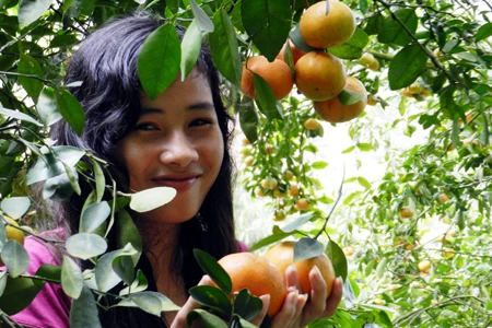 Quýt hồng núi Cấm trúng giá, nhà vườn ăn tết lớn ảnh 13