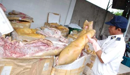 “Mông má” heo nái thành heo… rừng! ảnh 2