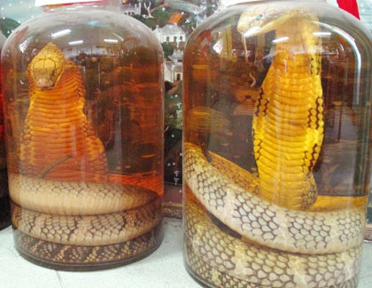 Rượu rắn đểu ảnh 1