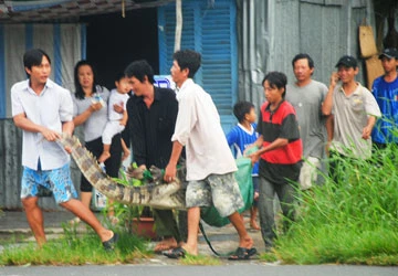 Đã bắt lại được 17 con cá sấu sổng chuồng ảnh 1