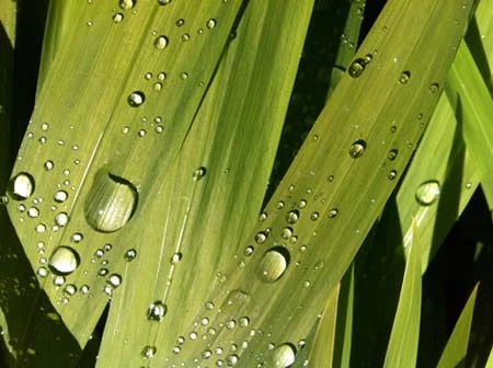 Những bức ảnh chụp bằng iPhone 4 ảnh 4 Những bức ảnh chụp bằng iPhone 4 ảnh 4