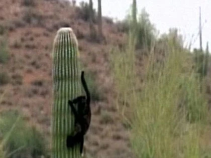 Mèo "tuyệt thực" trên ngọn xương rồng ảnh 4