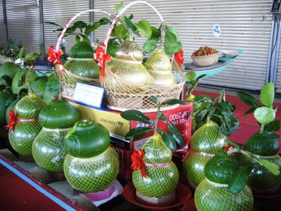 Bưởi hồ lô loại “VIP” một cặp giá lên tới 3 triệu đồng ảnh 1