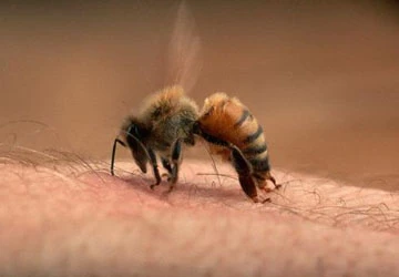 Làm gì khi ong tấn công vào chỗ hiểm? ảnh 1