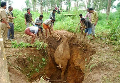 Cuộc giải cứu voi kỳ lạ ở Ấn Độ ảnh 1