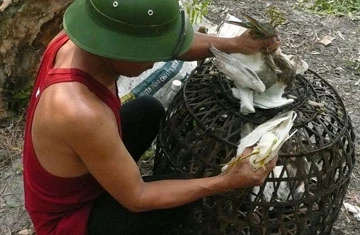 Tận diệt chim trời! ảnh 4