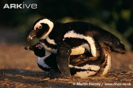 600 con chim cánh cụt chân đen chết tại Nam Phi ảnh 1