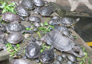 TP.HCM: Gom rùa tai đỏ tiêu hủy ảnh 1